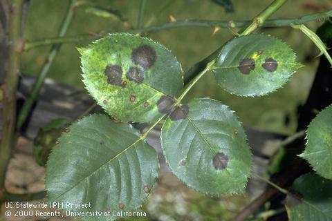Black spot on rose can also be managed with foliar applications of Bacillus subtilis.