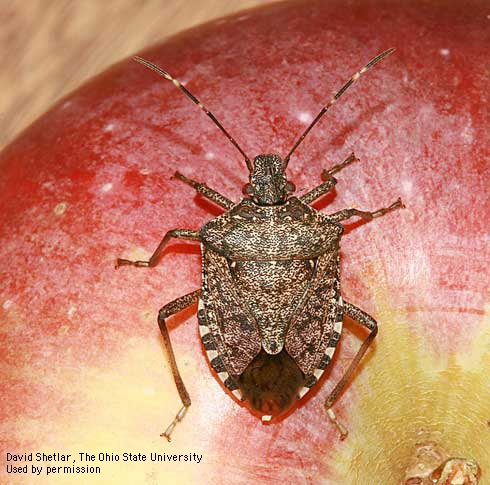 Adult brown marmorated stink bug. Photo by D. Shetlar, Ohio State Univ.