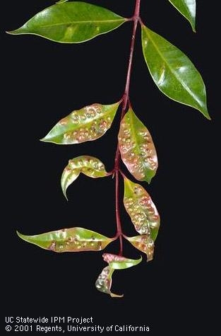 Foliage distorted by eugenia psyllid
