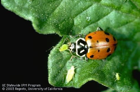Convergent lady beetle consuming an aphid.