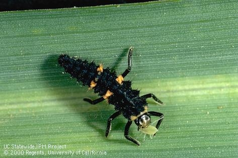 Lady beetle larvae also eat many aphids but are not available for purchase.