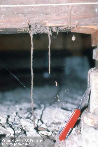 Drop tubes from wood to soil are a sign of a subterranean termite infestation.