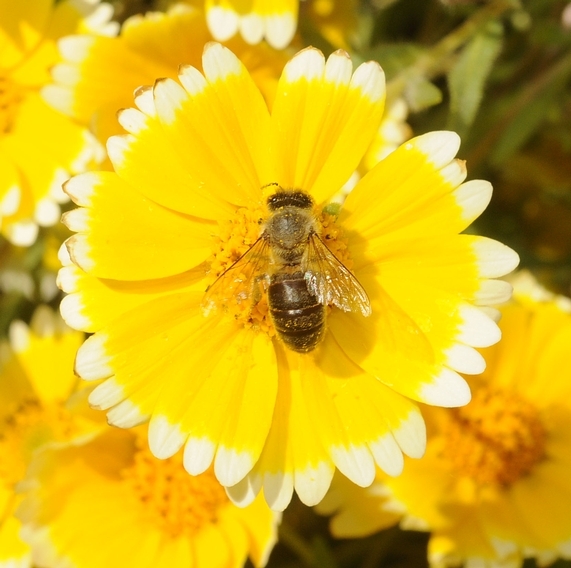 Figure 1. Honey bee on tidytips. [Photo by K.K. Garvey]