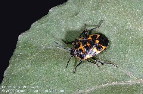 The harlequin bug, a common garden pest, is similarly colored but has different markings and is 3 times larger than Bagrada bug.