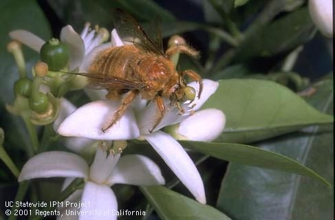 Male valley carpenter bee. [Photo by J.K. Clark]