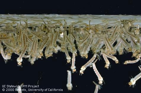 Figure 2. Mosquito larvae, like these Culex tarsalis encephalitis mosquitoes, must come to the surface to breathe air through abdominal siphons.