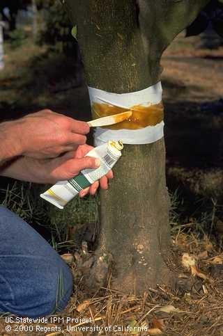 Applying sticky material can keep crawing insects such as ants out of trees.