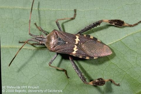 Fig. 1. Adult leaffooted bug, Leptoglossus clypealis. [Photo by J.K. Clark]