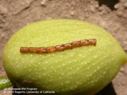 Fig. 2. Eggs of leaffooted bugs, Leptoglossus sp. on a pistachio. [Photo by D.R. Haviland]