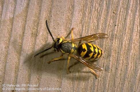 Getting the Best Results with Yellowjacket Traps - Pests in the Urban  Landscape - ANR Blogs