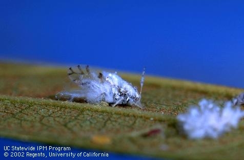 Winged adult woolly hackberry aphid. Photo by J.K. Clark.