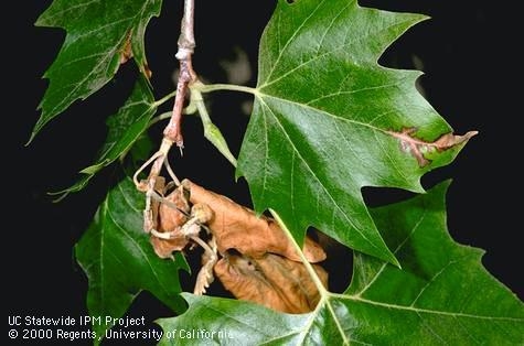 Fig. 2. Anthracnose on sycamore twigs.
