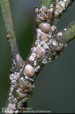 Scale Insects – Wisconsin Horticulture