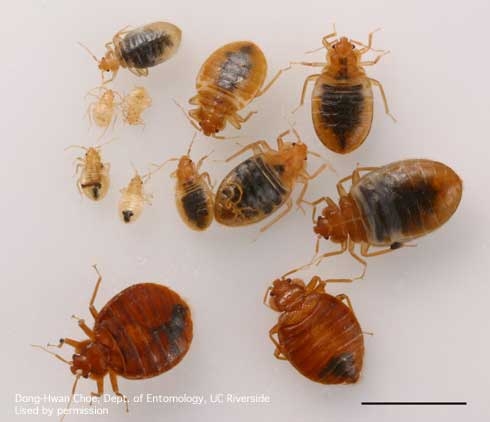 Bed bug adults (bottom, darker red) and nymphs. All life stages ...