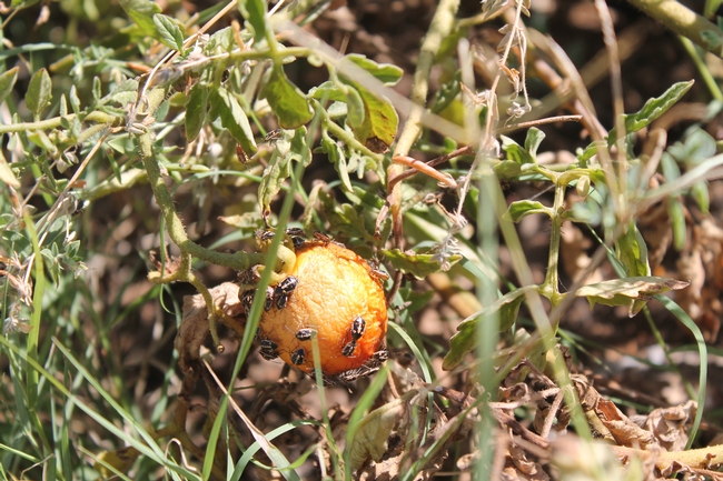 Bagrada bug feeding damage to tomatoes. (Photo by Rick Machado, Menifee)