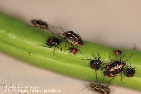 Adults and different nymphal instars of the Bagrada bug, Bagrada hilaris. Photo by Surendra K. Dara.