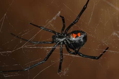 Mature female western black widow spider. [Photo by R. Vetter]