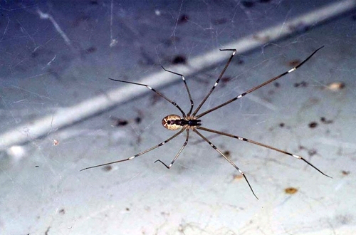 Marbled cellar spider often is confused with brown recluse spider. [Photo by R. Vetter]