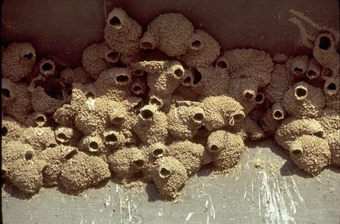 Figure 1. Damage caused by cliff swallows and their nests. [Photo by W. Paul Gorenzel]