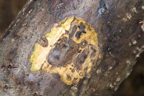 Figure. 3. Dead phloem beneath the surface of black walnut bark. (L. Strand, UC IPM)
