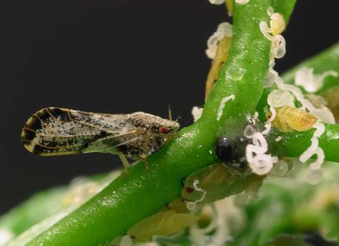 Figure 1. Asian citrus psyllid adult, and white wax tubules from yellowish nymphs. (M.E. Rogers, University of Florida)
