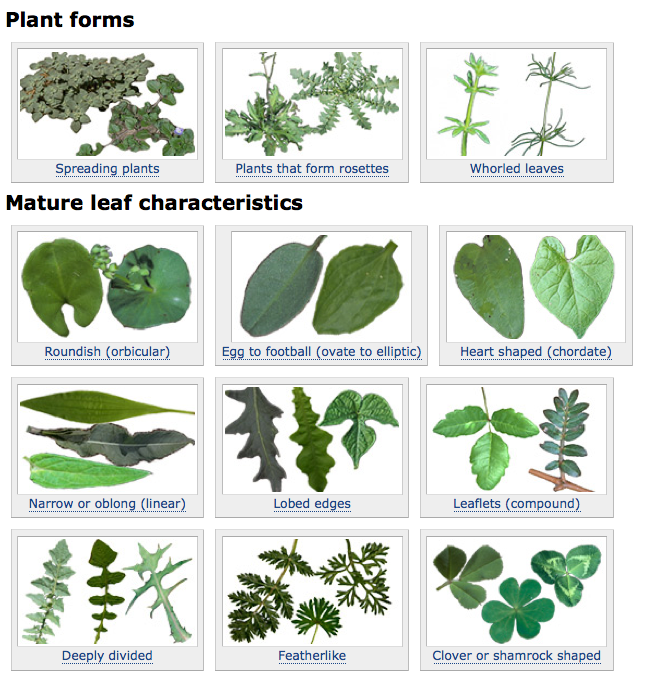 Figure 2. Plant characteristics page.