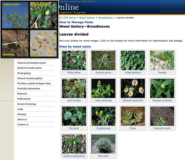 Figure 3. Sub-menu with thumbnail images and links to more details.