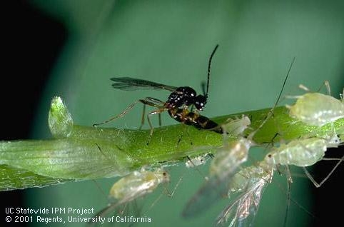 Aphidius parasitic wasp laying an egg inside it's aphid host.