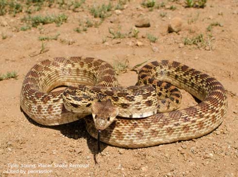 Gopher snakes resemble rattlesnakes.[Photo by T. Young]