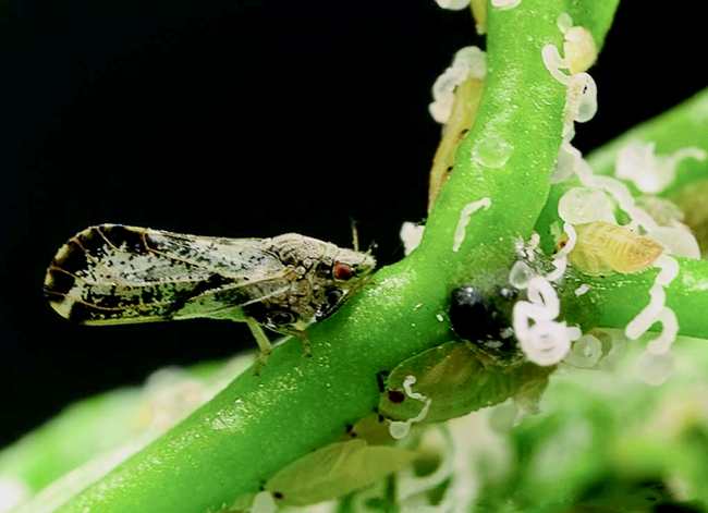Asian citrus psyllid adult, and white wax tubules from yellowish nymphs. M.E. Rogers