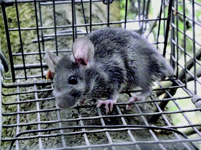 Figure 1. Roof rat in live capture trap. Niamh Quinn