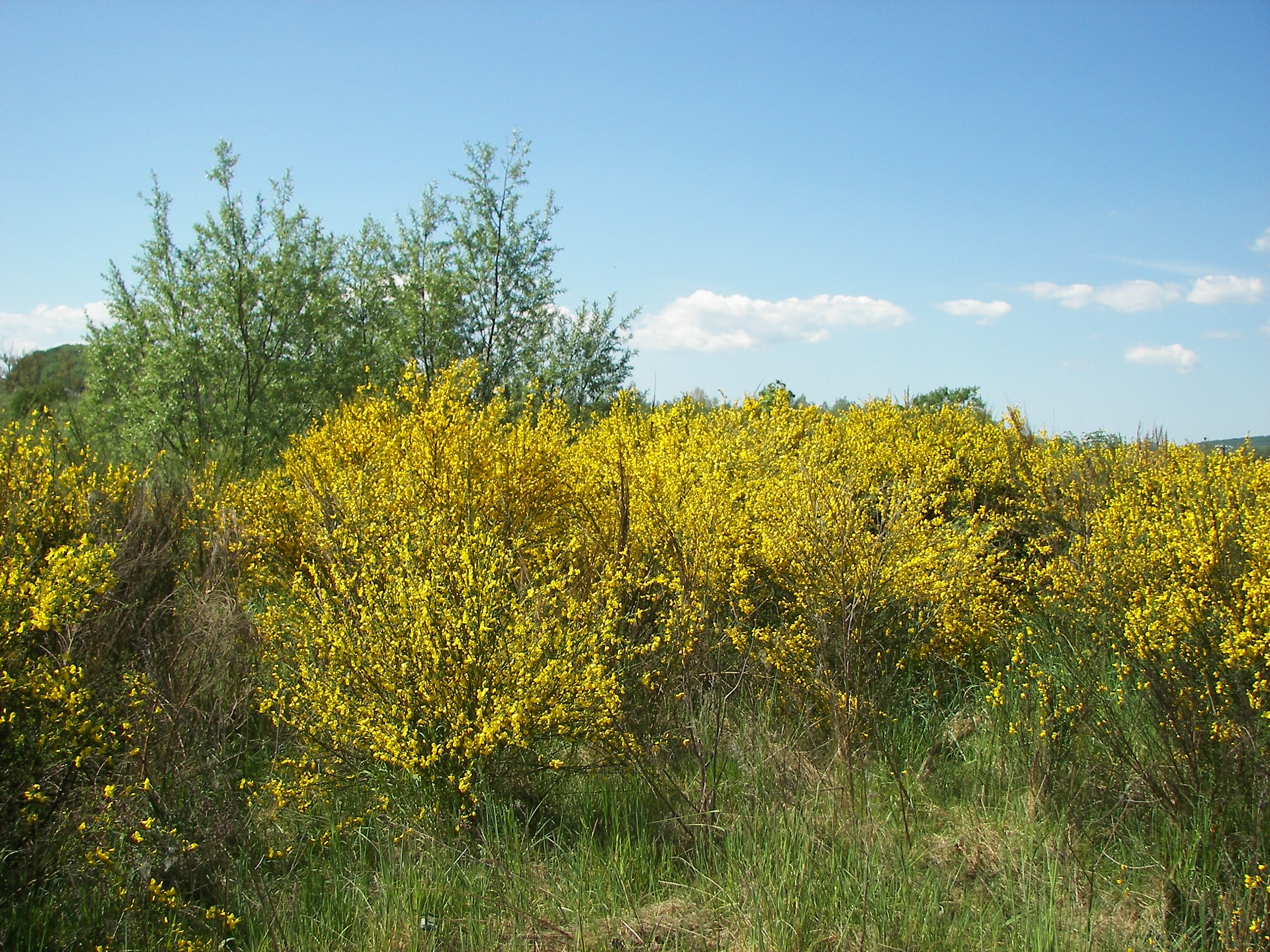 Scotch Broom Gall Mite A New Partner in Broom Management for ...