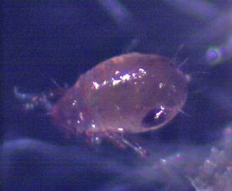 Figure 4. Close-up of broom gall mite. [S. Oneto]
