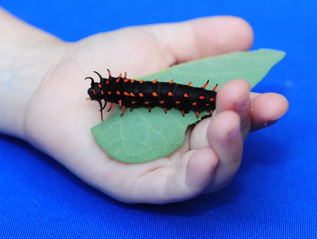 The Pipevine Swallowtail caterpillar is black with red spines. This one was displayed at the UC Davis Picnic Day 2015. [Photo by Kathy Keatley Garvey]