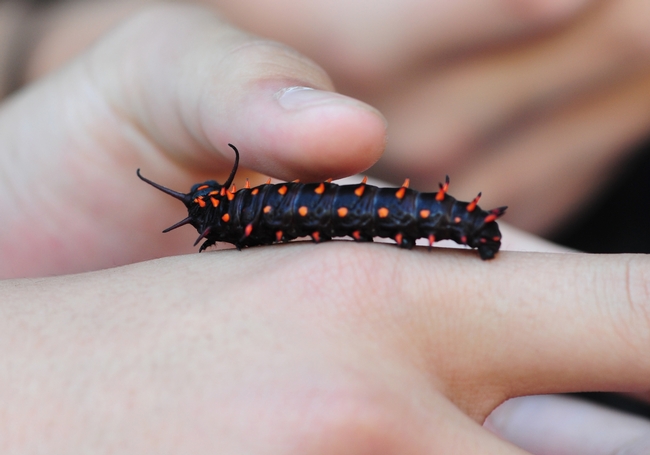 Young fingers touch the Pipevine Swallowtail caterpillar. [Photo by Kathy Keatley Garvey]