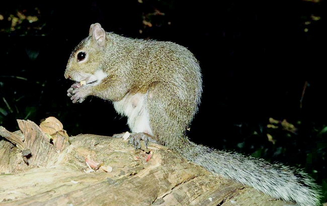 Figure 2. Eastern gray squirrel. (J. P. Clark, UC)