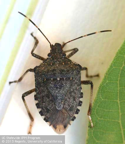 White stripes on the bug's antennae are a dead giveaway the insect is brown marmorated stink bug. [K. Windbiel-Rojas]