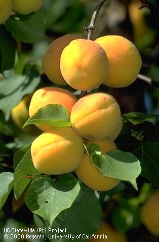 Cluster of ripe apricots [J.K.Clark]