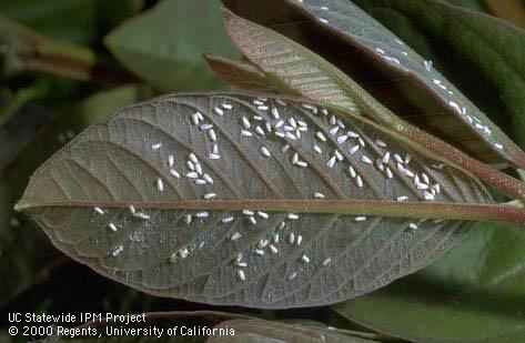 Adult greenhouse whiteflies on underside of leaves. [J.K.Clark]