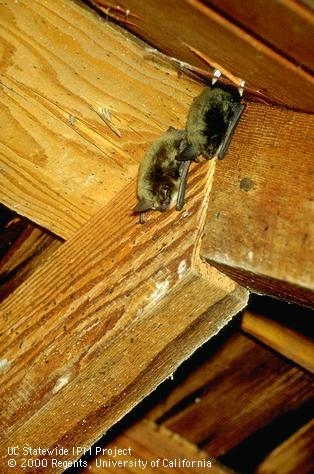 Two adult bats hanging in attic from the peak of a roof truss. [J.K.Clark]