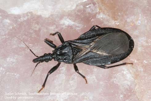 Adult western conenose bug, Triatoma protracta.