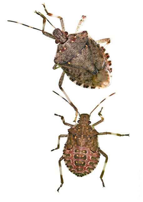 Brown marmorated stink bug adult (top) and nymph (bottom). [A. Ausmus]