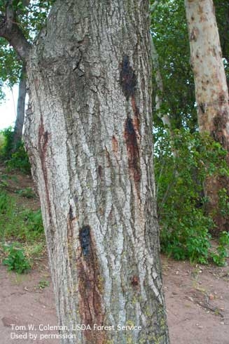 Bark staining on coast live oak caused by larvae of the goldspotted oak borer. [Photo by Tom Coleman, USDA Forest Service]