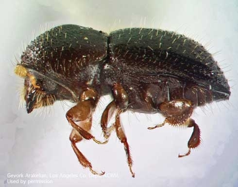 Adult female polyphagous shothole borer.