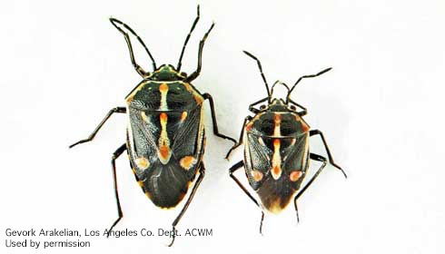Bagrada bugs, female (L) and male (R). [G. Arakelian]
