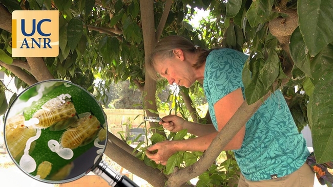 Inspect the new flush on citrus trees to see whether the tree is infested with Asian citrus psyllid. (View a four-minute video below.)