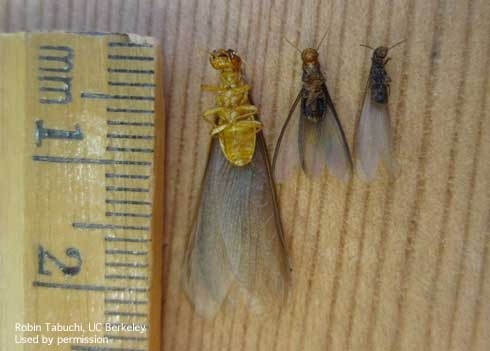 Reproductives of dampwood, drywood and subterranean termites (L-R). [R. Tabuchi]