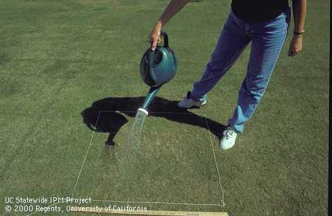 Performing a drench test in a square of lawn. [J.K.Clark]