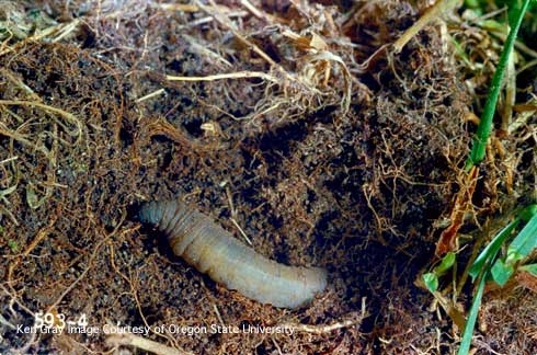 Crane fly larva in the soil.