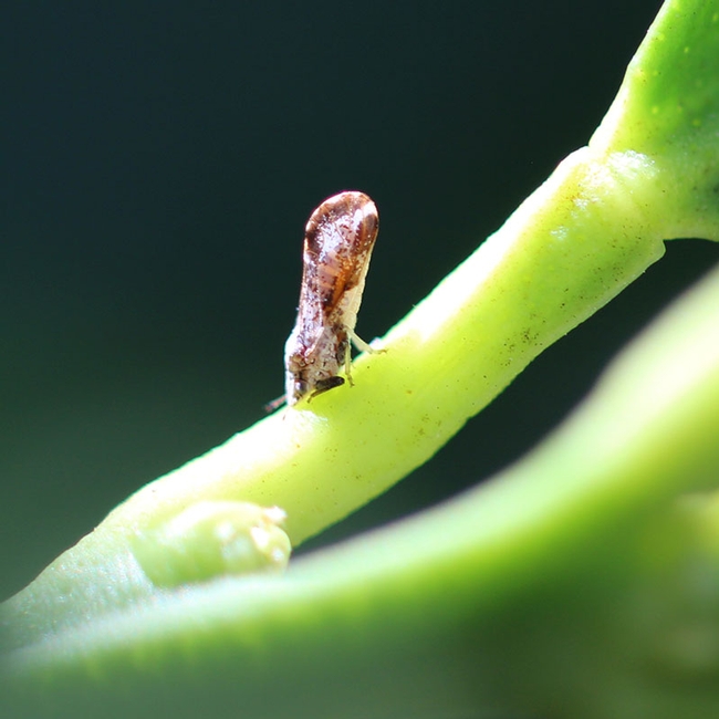 Figure 1. Highly magnified adult Asian citrus psyllid feeding on citrus. [B. Grafton-Cardwell]